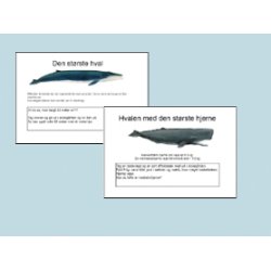 Hvaler - Havets kmper - Filer til download